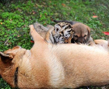 FOTO DEL GIORNO 3 NOVEMBRE 2010 : LA TIGRE CHE HA FRATELLO UN CANE