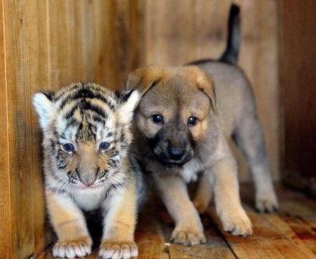 FOTO DEL GIORNO 3 NOVEMBRE 2010 : LA TIGRE CHE HA FRATELLO UN CANE