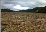 Distruzione delle foreste Malesia. Fiume coperto detriti legno decine chilometri