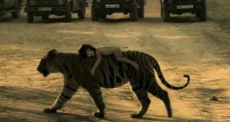 Il video della tigre col bambino sulla schiena: vero o falso?