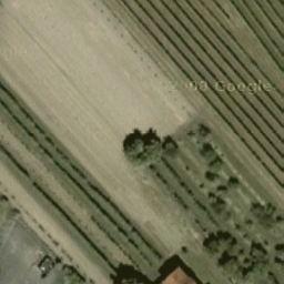 Alberi monumentali, l’olmo campestre di Villanova sull’Arda (PC)