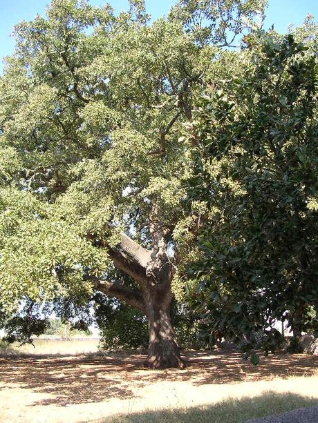 Il carrubo di GallipolI e il poeta gabelliere