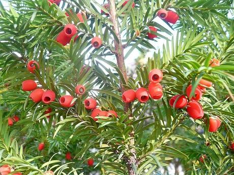 taxus baccata