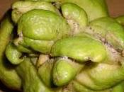 anche limoni dividono