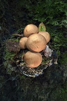 Funghi, fotografia e umidità. Alle origini dell'arte