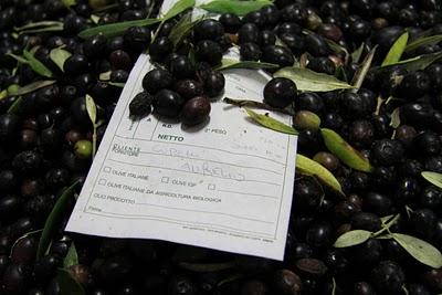 la frangitura delle olive