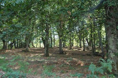 Alla ricerca del pupazzo di neve nel bosco in una giornata di metà settembre.