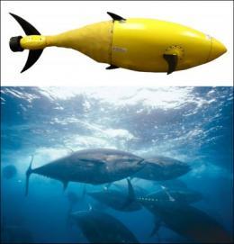 Un tonno robot monitorerà i mari? Speriamo non finisca nelle tonnare…
