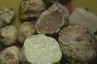 Dovadola Fiera e Sagra del Tartufo