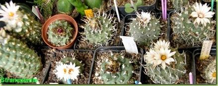 Turbinicarpus in fiore settembre