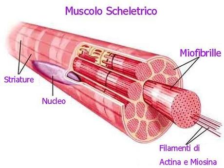 muscolo scheletrico