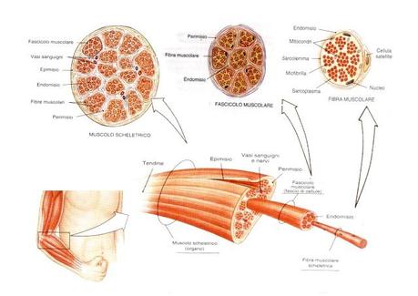 fibra muscolare