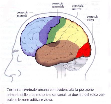 corteccia motoria