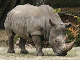 Rinoceronte bianco, due sottospecie di cui una estinta in natura