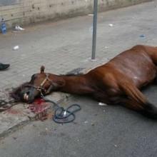 Presunto figlio di Varenne muore per strada a Palermo