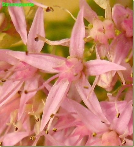 sedum spectabile fiore rosa