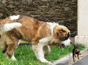 Canili spagnoli: orrore mettere fine
