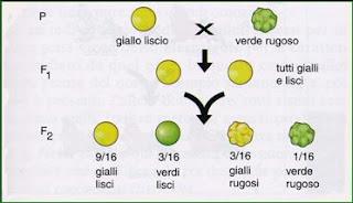 Le basi della genetica e le leggi di Mendel