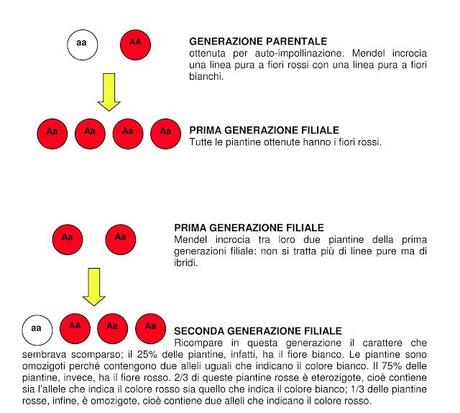 Le basi della genetica e le leggi di Mendel