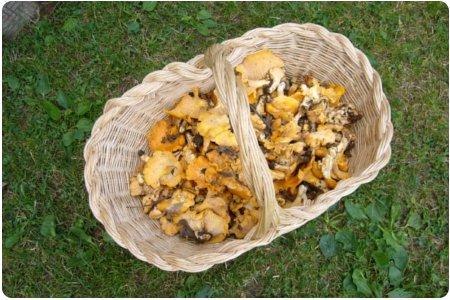 Gli agriturismi e la raccolta dei funghi: prendete il cestino!