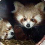I gemelli di panda rosso nati nello zoo vicino Londra