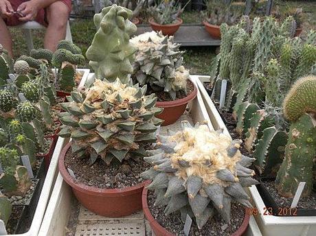 ariocarpus