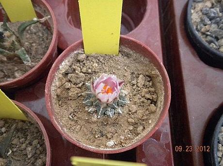 ariocarpus