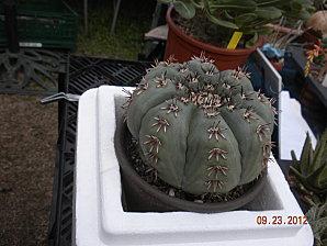 echinocactus