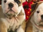 bulldog inglese antiche origini