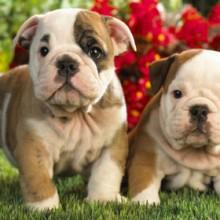 Il bulldog inglese e le sue antiche origini 