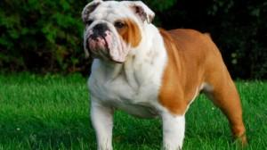 Il bulldog inglese ed il combattimento