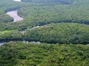 Foresta Basse-Lobaye