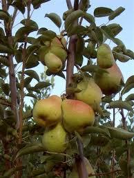 L'ALBERO DA FRUTTO (LA RAGIONE)