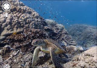 iPhone 5 ha problemi alle mappe e Street View si tuffa negli oceani