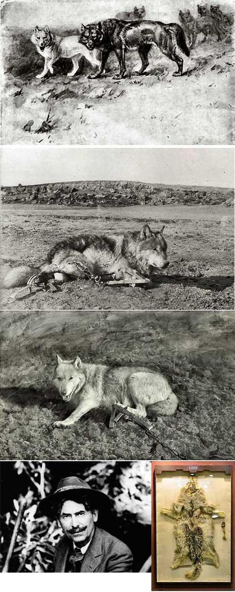 La vera storia del lupo Lobo