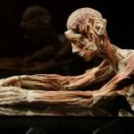 Body Worlds, l'incredibile mostra del Dottor Morte05