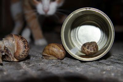 le chiocciole sono carnivore