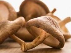 Funghi medicinali. Ecco quali sono diffusi