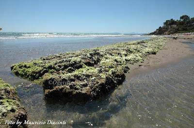 Le Cozze .Ricordi di un' estate, con dolcezza!