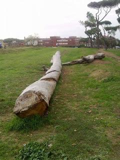 Le immagini e il report della nona edizione del Decoro Day nel XVIII Municipio. Tra impegno civico e progetti di recupero, il Parco del Pineto deve tornare a vivere.