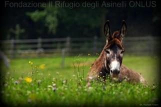 Asini per amici