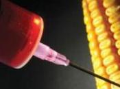 Mais OGM, Greenpeace: 'mancano protocolli universalmente riconosciuti eseguire test lungo termine'