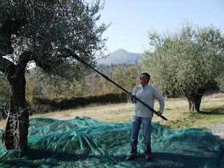 La Raccolta delle Olive sul Lago di Bracciano - Un Evento