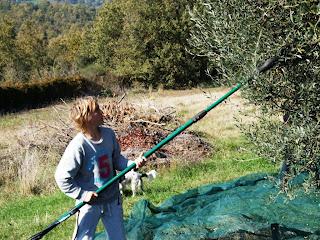 La Raccolta delle Olive sul Lago di Bracciano - Un Evento