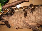 Evasione Altrove: Belluno serpenti velenosi,custodi della documentazione contabile