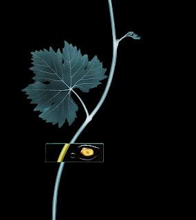 Evento Caudalie (Vinexpert)