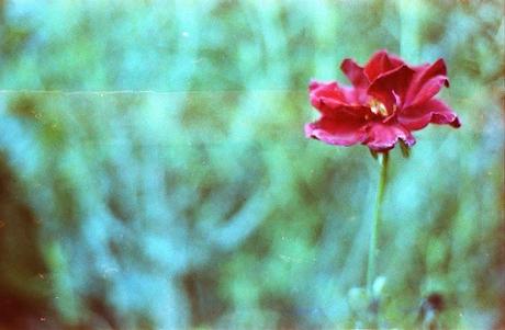 Revolog 600nm TEST ROLL parte 1 - Le Rose