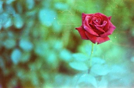 Revolog 600nm TEST ROLL parte 1 - Le Rose