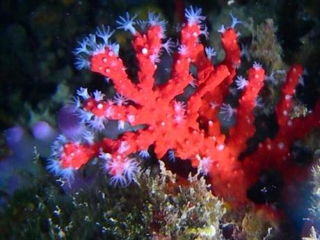 Sardegna: il corallo rosso si pesca sino al 15 di novembre