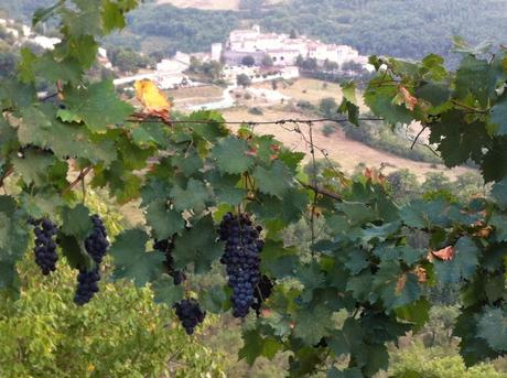 Grappoli d'uva a Vallo di Nera